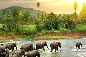 Anaimudi tours and Travels-srilanka